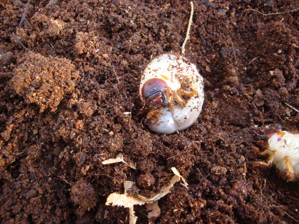 Larva di Rinoceronte volante: Oryctes nasicornis